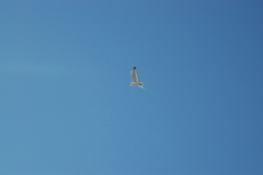 Larus