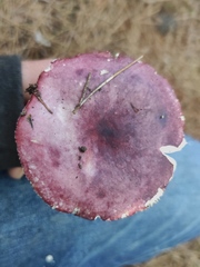 Russula atropurpurea