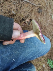 Russula atropurpurea