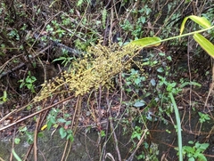 Panicum sarmentosum
