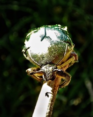 Cetonia aurata