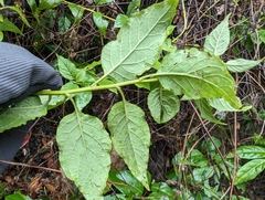 Microglossa pyrifolia