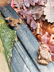 Pelophylax ridibundus