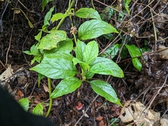 Microglossa pyrifolia