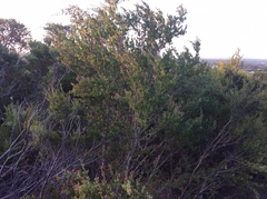 Leptospermum laevigatum