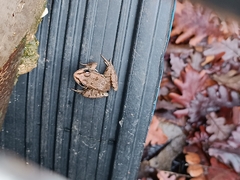 Pelophylax ridibundus