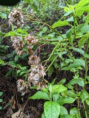 Microglossa pyrifolia