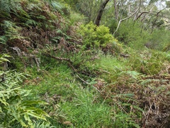 Veronica derwentiana