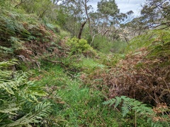 Veronica derwentiana