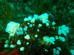 Pseudonephthea liltvedi