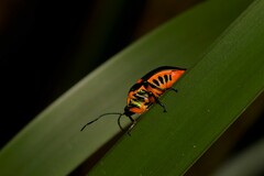 Scutiphora pedicellata