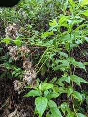 Microglossa pyrifolia