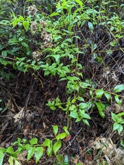 Microglossa pyrifolia