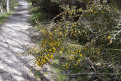 Bossiaea foliosa