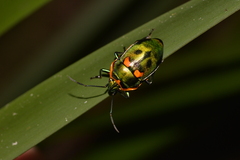 Scutiphora pedicellata