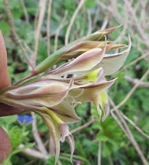 Gladiolus permeabilis permeabilis