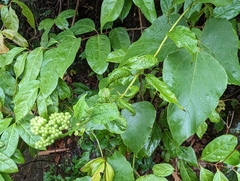 Microglossa pyrifolia