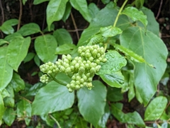 Microglossa pyrifolia