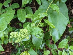 Microglossa pyrifolia