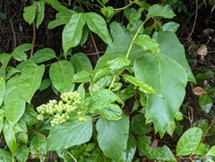 Microglossa pyrifolia