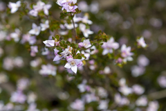 Boronia algida