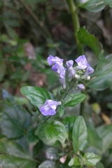 Scutellaria uliginosa