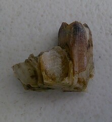 Megabalanus coccopoma