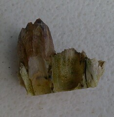 Megabalanus coccopoma