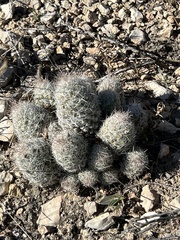 Escobaria tuberculosa