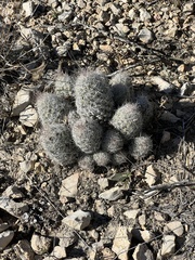 Escobaria tuberculosa