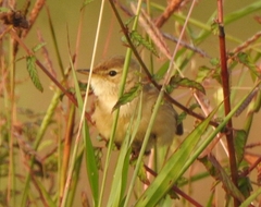 Iduna caligata