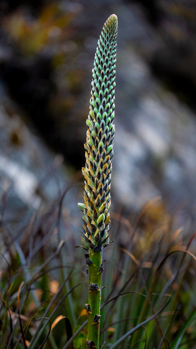 Puya angusta