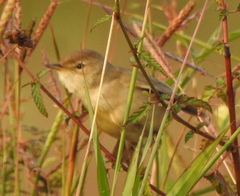 Iduna caligata