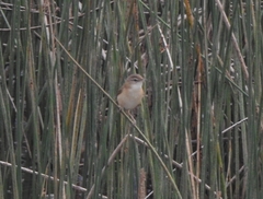 Acrocephalus agricola