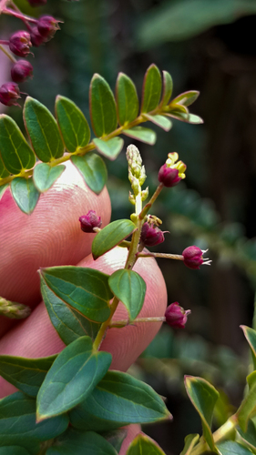 Coriaria microphylla observed 2022-11-30