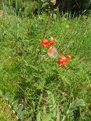 Lilium pumilum