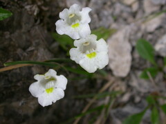 Pinguicula alpina