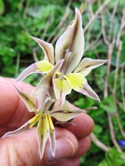 Gladiolus permeabilis permeabilis