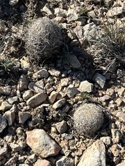 Coryphantha echinus