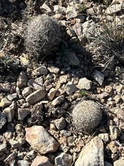 Coryphantha echinus