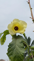 Abelmoschus esculentus