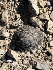Coryphantha echinus