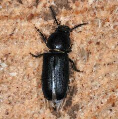 Spondylis buprestoides