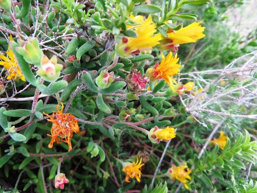 Image of Drosanthemum flavum by (c) linkie, some rights reserved (CC BY)