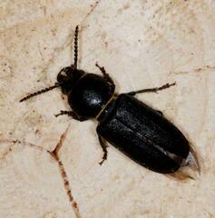 Spondylis buprestoides