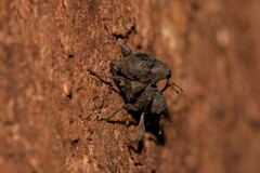 Onidistus araneus