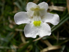 Pinguicula alpina