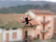 Trichopoda pictipennis