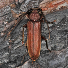 Arhopalus rusticus