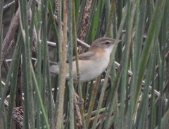 Acrocephalus agricola